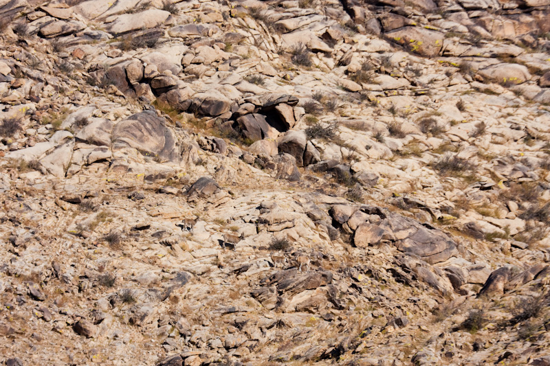 Siberian Ibex